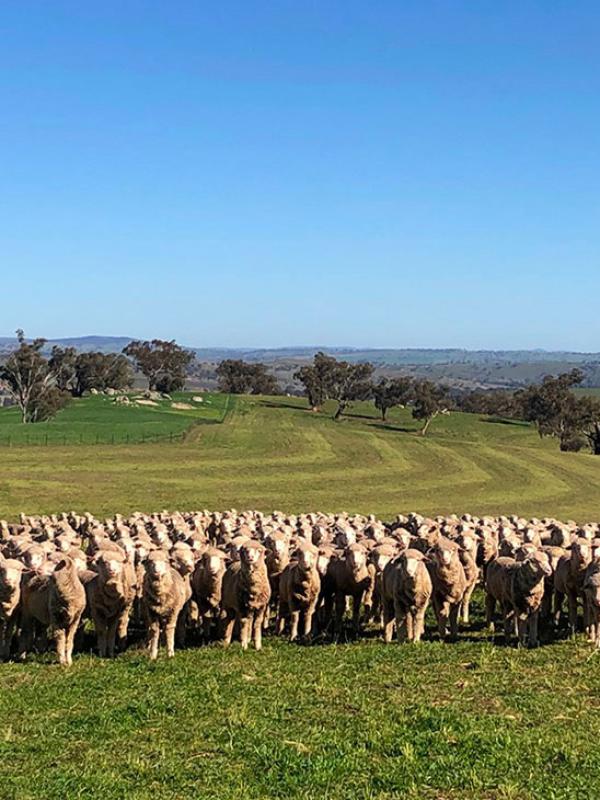 Botto_farm-Benangaroo